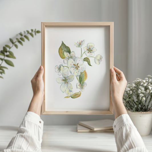 White Crabapple Blossoms