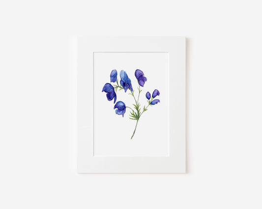 Monkshood Flowers Painting in Watercolor 5x7 Matted Print